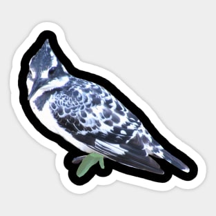 Pied Kingfisher - Bird - Africa - Kenya Sticker